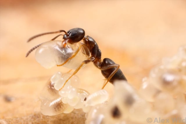 Ant Pest Control