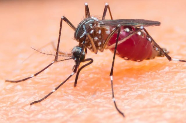 Mosquito Pest Contro