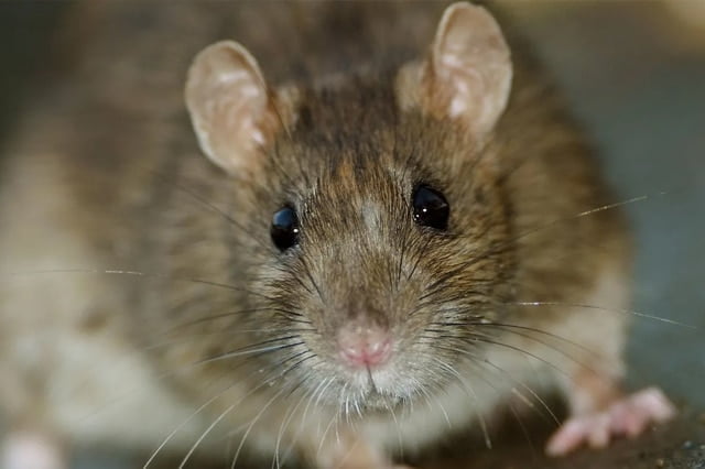 Rats & Mics Pest Control