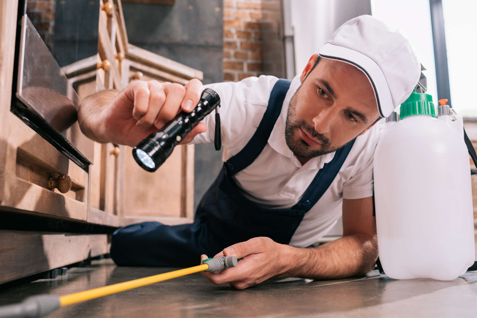 Best Pest Control in Dubai Professional and Efficient