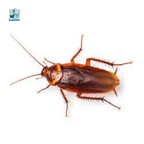 American Cockroach