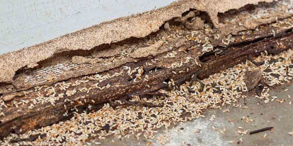 Termites and wet wood