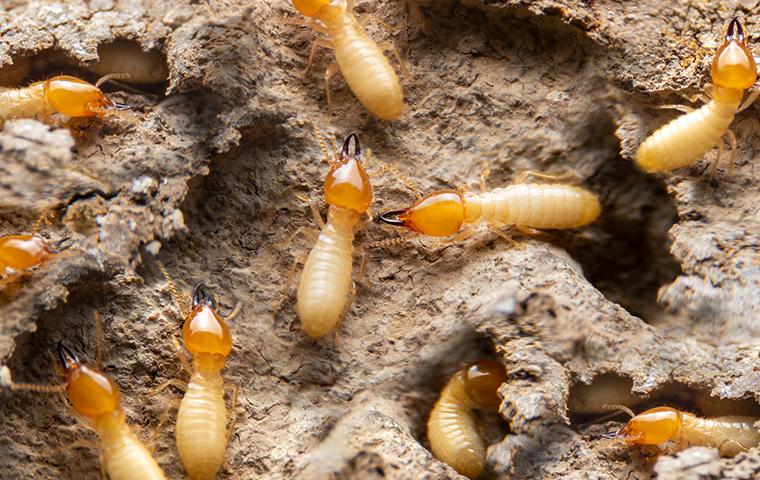 pest-and-termite-consultants-termite-bait-stations